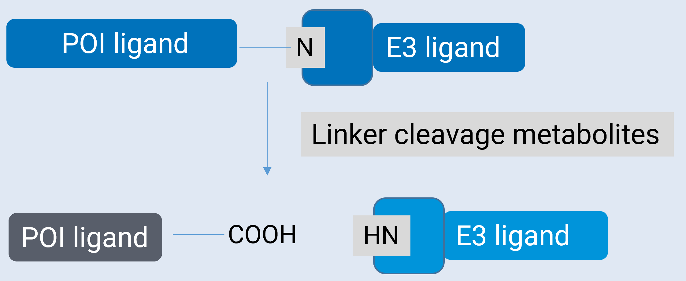Linker Cleavage Metabolites Produced by PROTAC