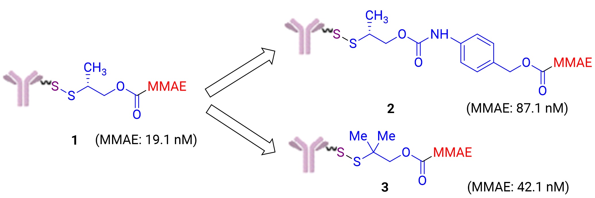 Impact of linker structure design on the release efficiency of MMAE