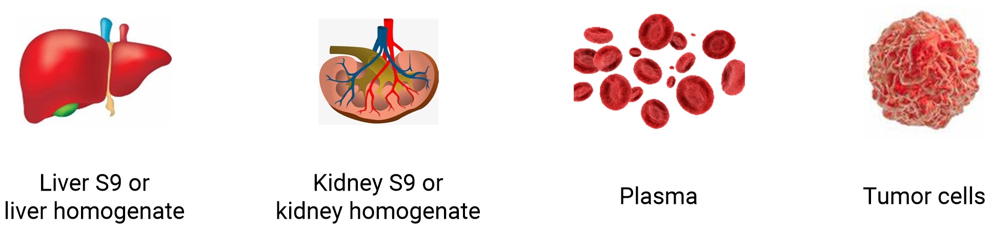 in vitro biological matrices for ADCs’ stability in WuXi AppTec DMPK