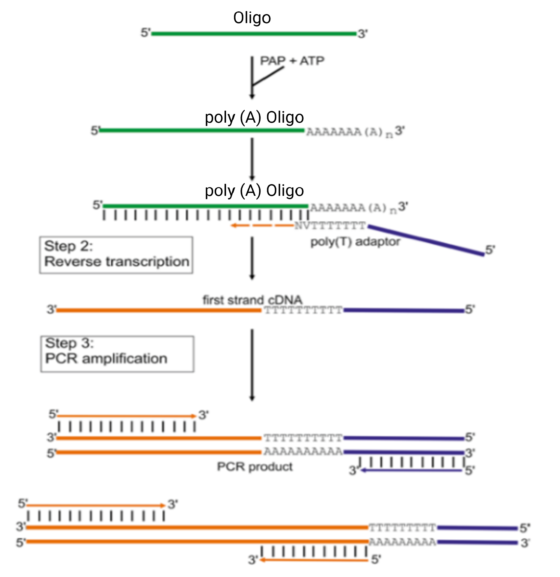 Principle of PolyA polymerase tailing