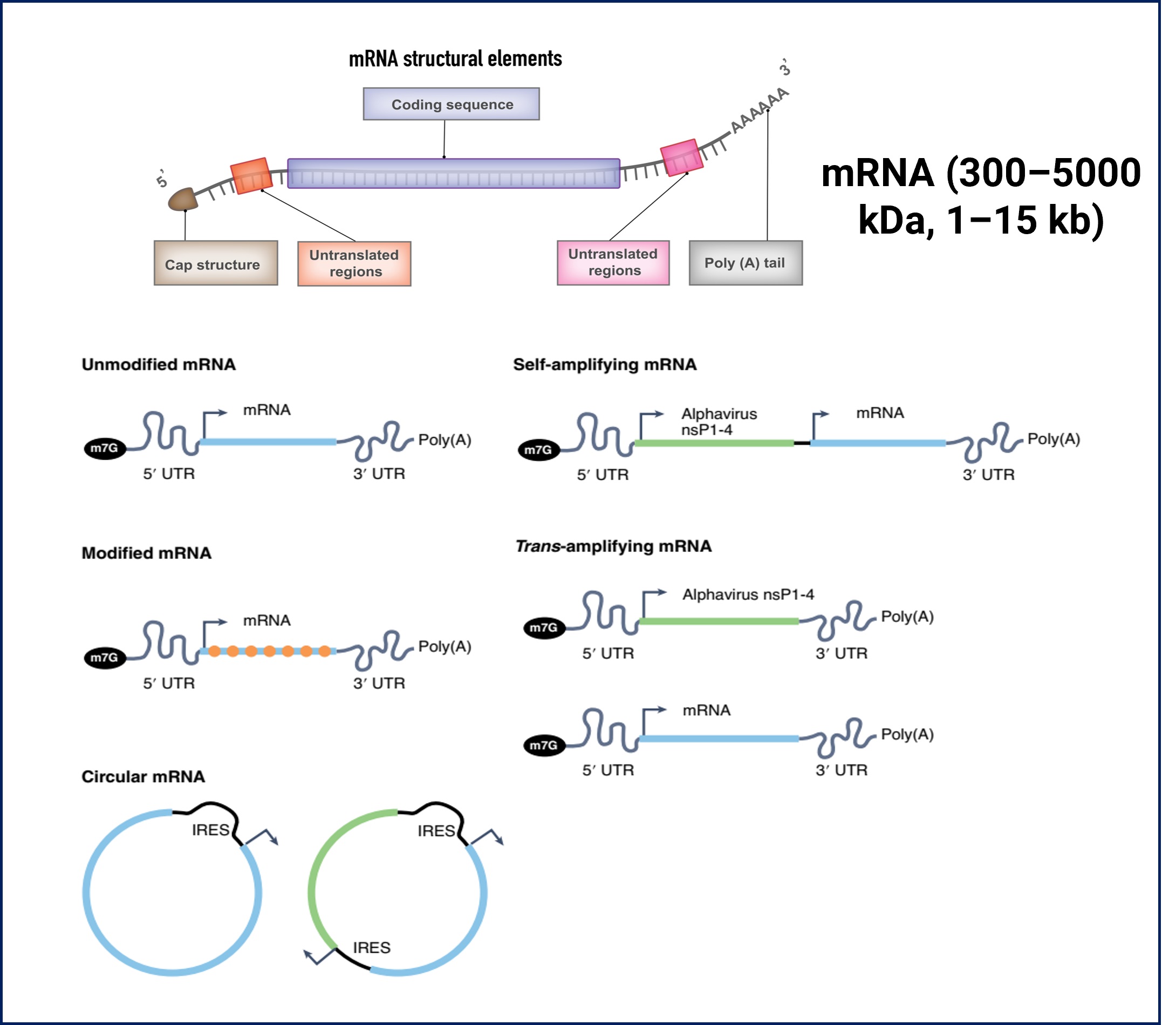 Structures of mRNA-based therapeutics and common optimization strategies