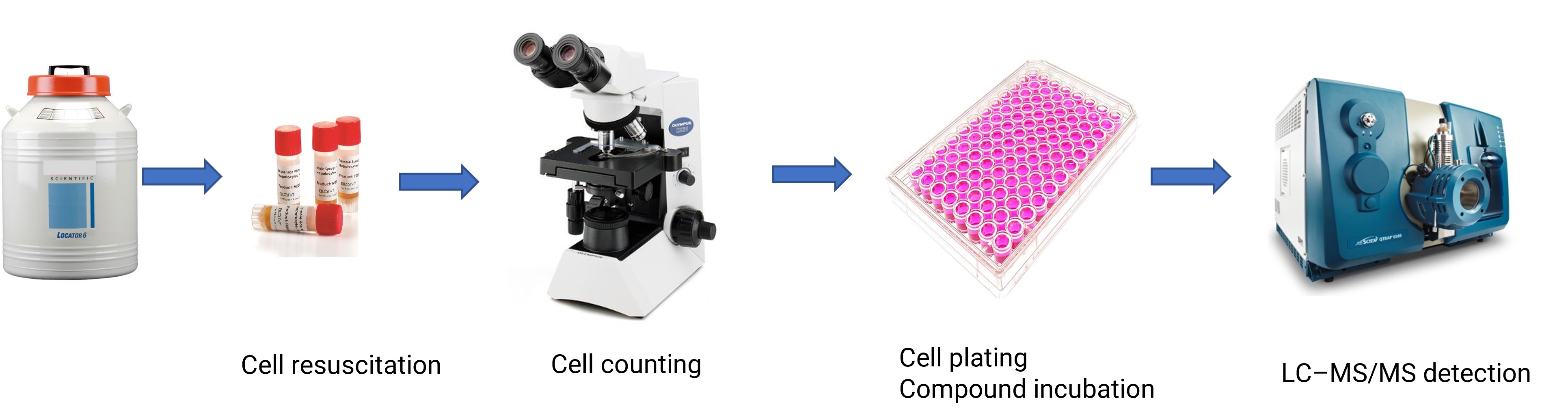 Hepatocyte metabolic stability process
