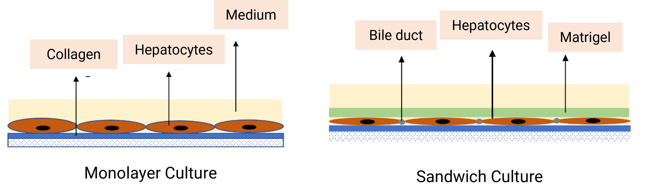 Hepatocyte culture method