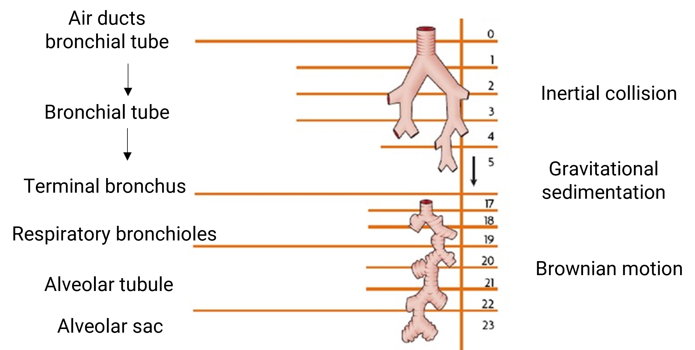 Deposition of drug particles in different parts of the respiratory system