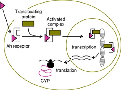 Schematic diagram of the regulation of CYP enzyme expression by AhR nuclear receptors