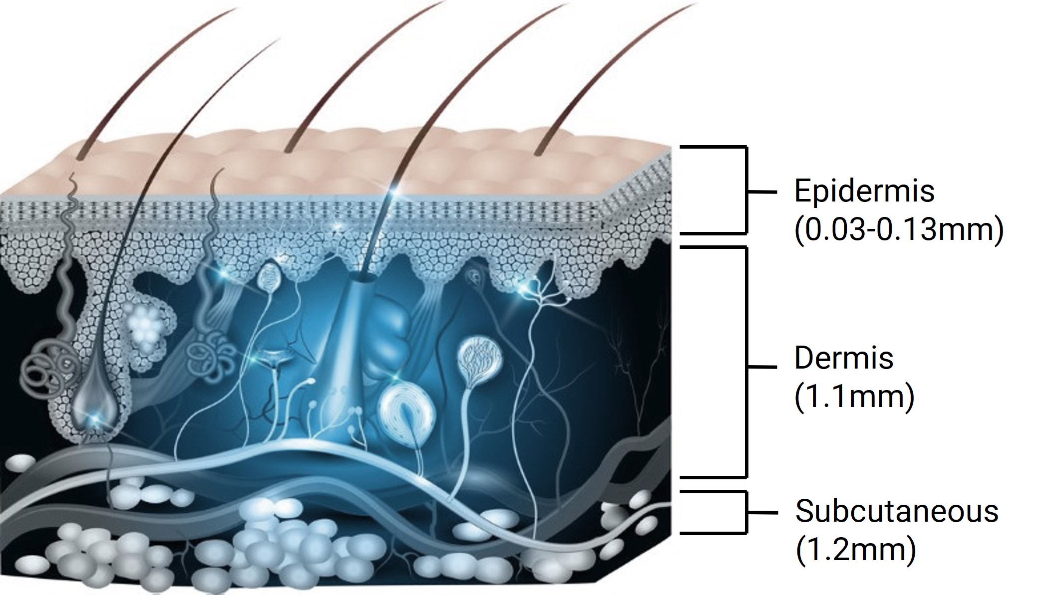 Schematic diagram of the structure of human skin