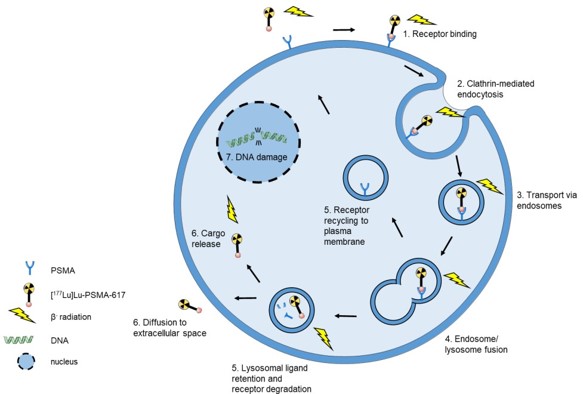 Schematic model of 177Lu-PSMA-617 internalization