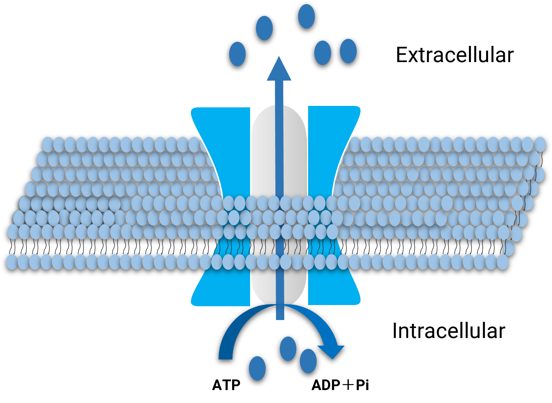 Schematic diagram of ABC transporter