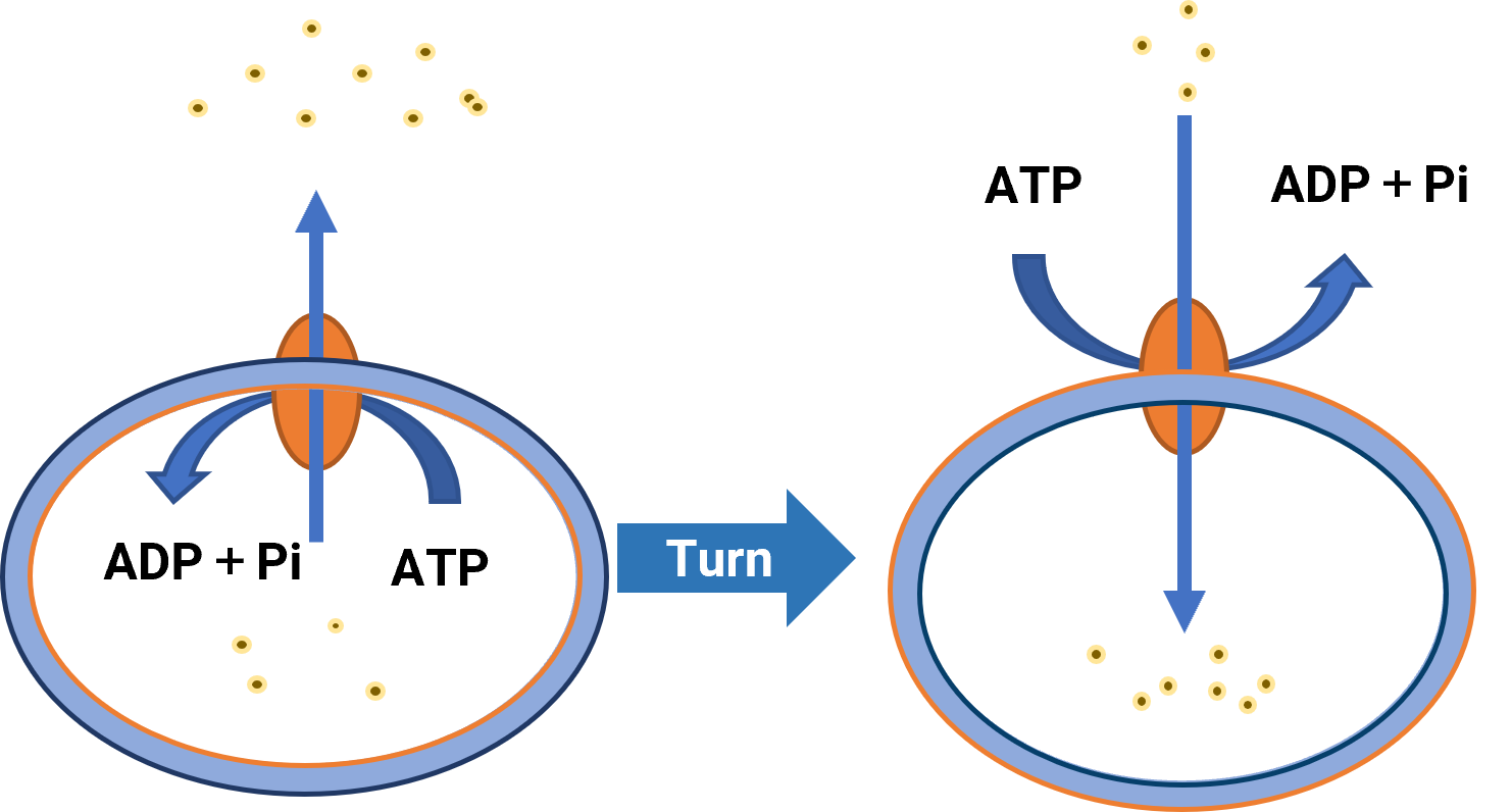 Schematic diagram of membrane vesicle model