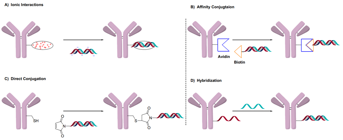 General methods of oligonucleotide conjugation in AOCs Ionic interactions, affinity conjugation, direct conjugation, and hybridization
