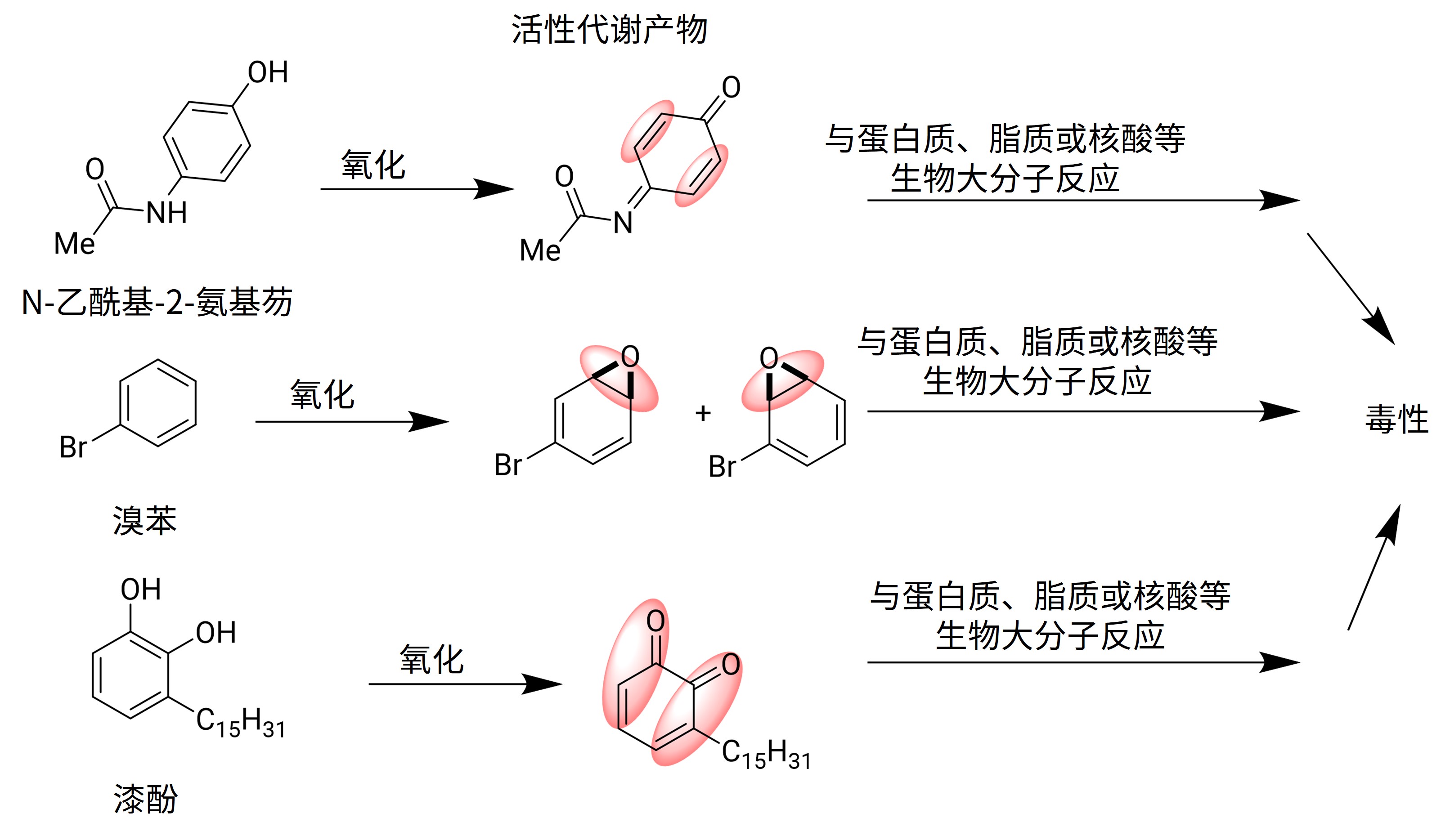 图2. 引起毒性的活性代谢物的例子，突出显示亲电官能团.jpg