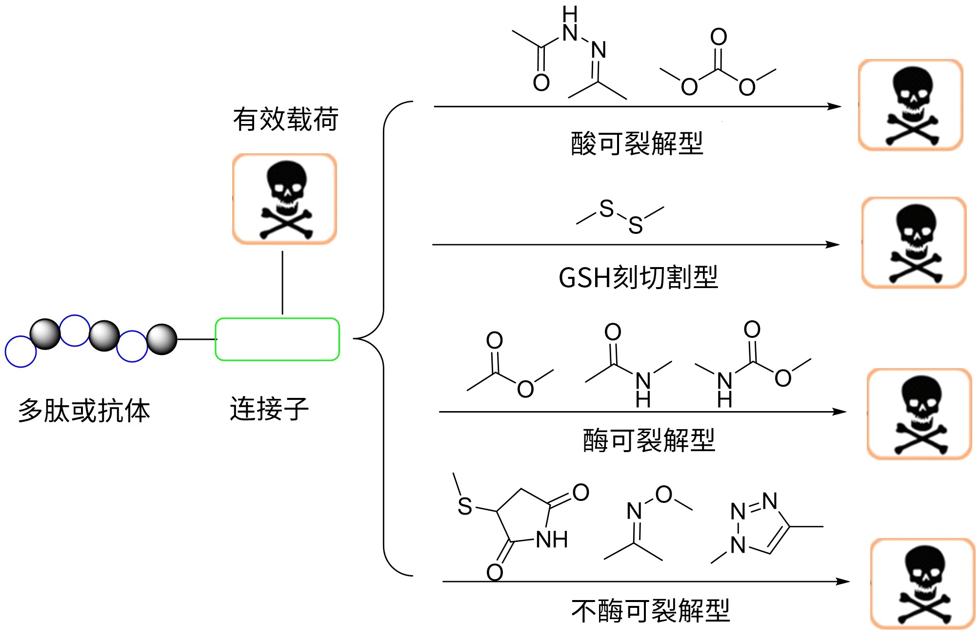  偶联药物连接子种类
