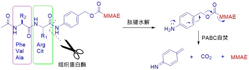 组织蛋白酶切割连接子的例子