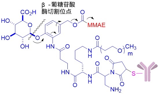 （A）带有不同长度PEG的ADC及连接子断裂机制