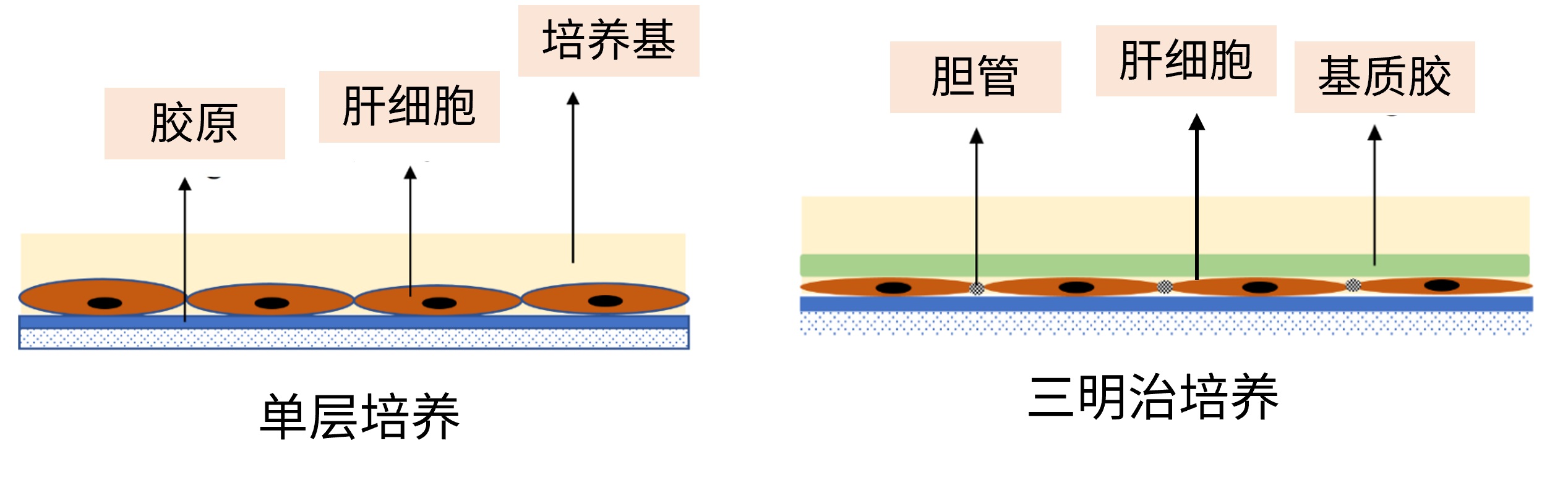 肝细胞培养方式