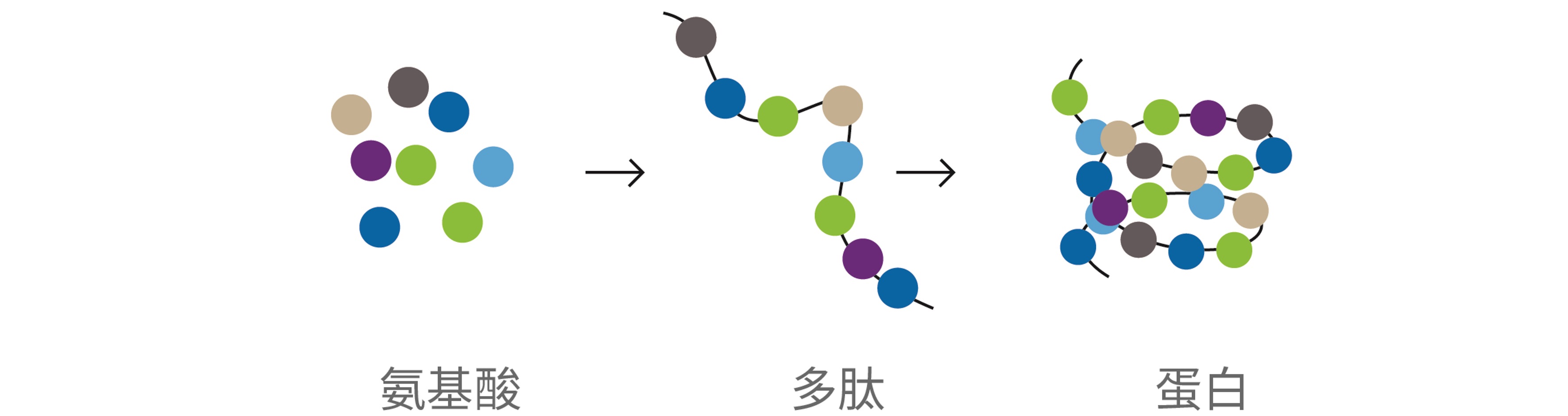 氨基酸、多肽与蛋白结构