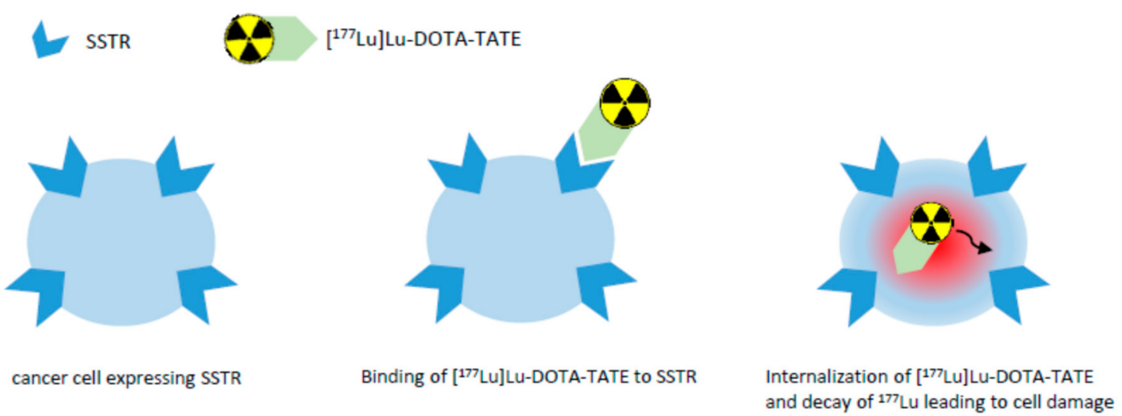 图3. Lutathera®的药物机理示意图.png