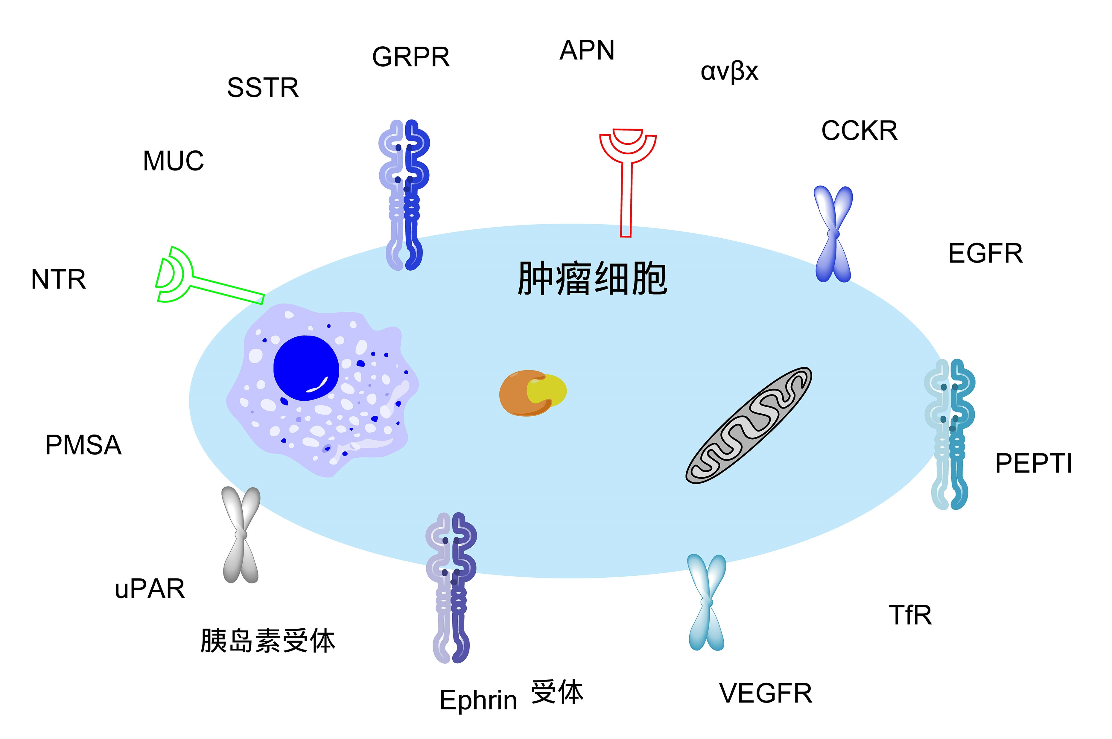 图4. 常见的肿瘤细胞受体.jpg