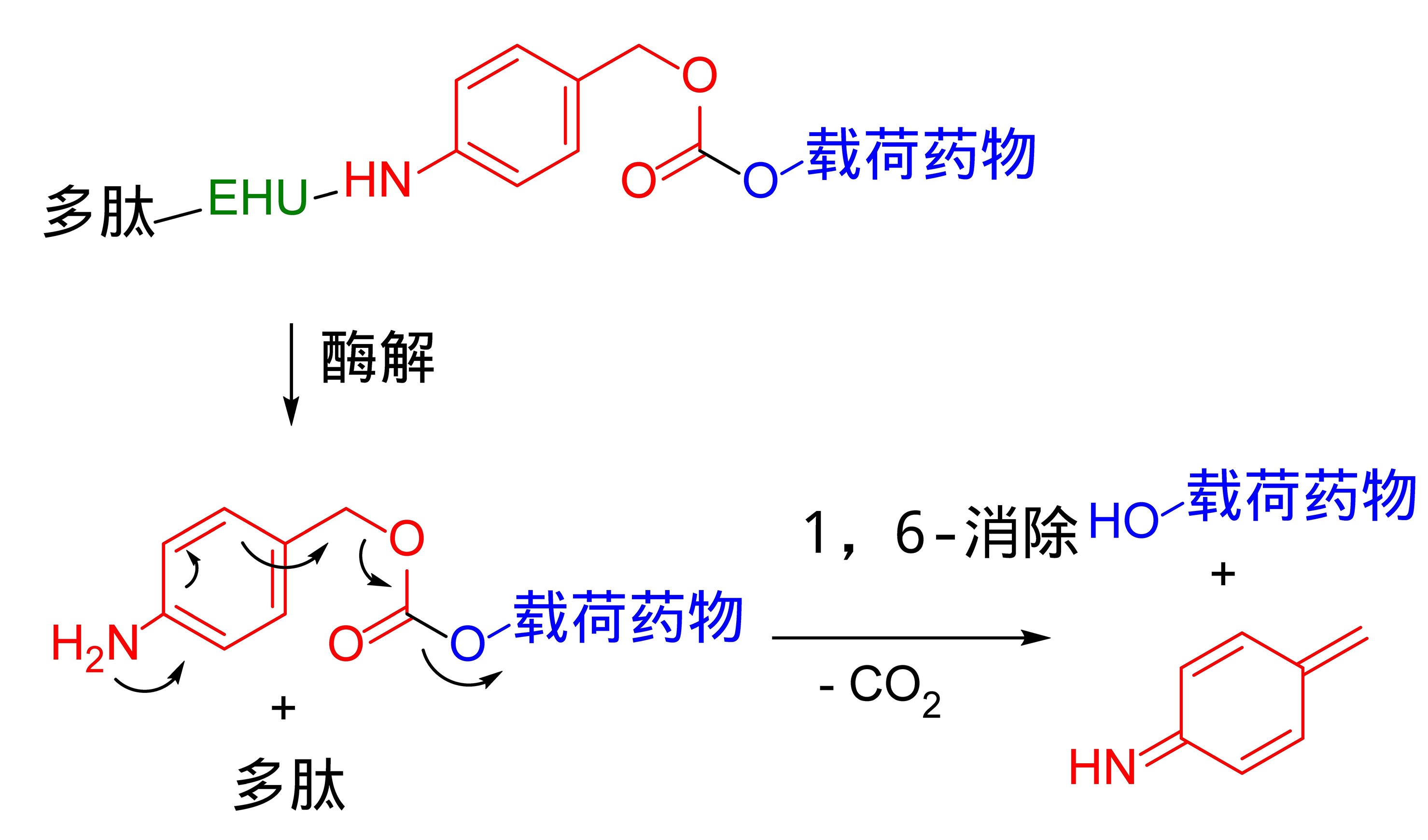 图6. 酶切-自降解基团消除机理图.jpg