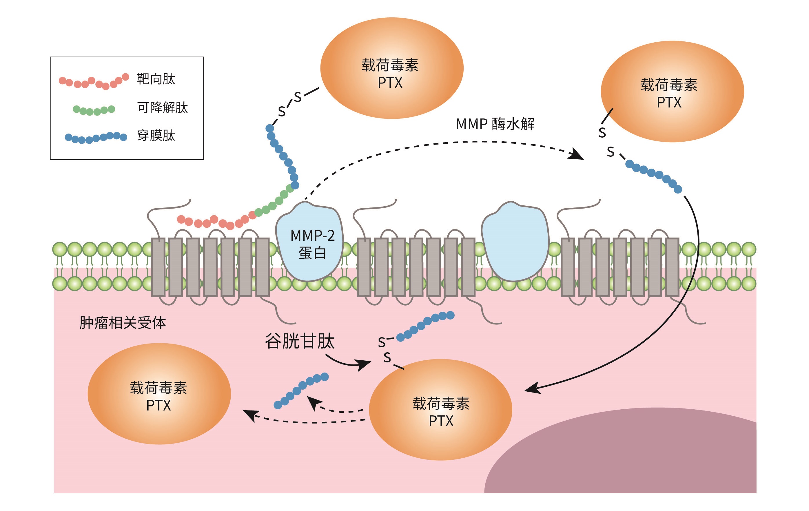 图8. 靶向肽（TTP）-连接肽-穿膜肽（CPP）.jpg
