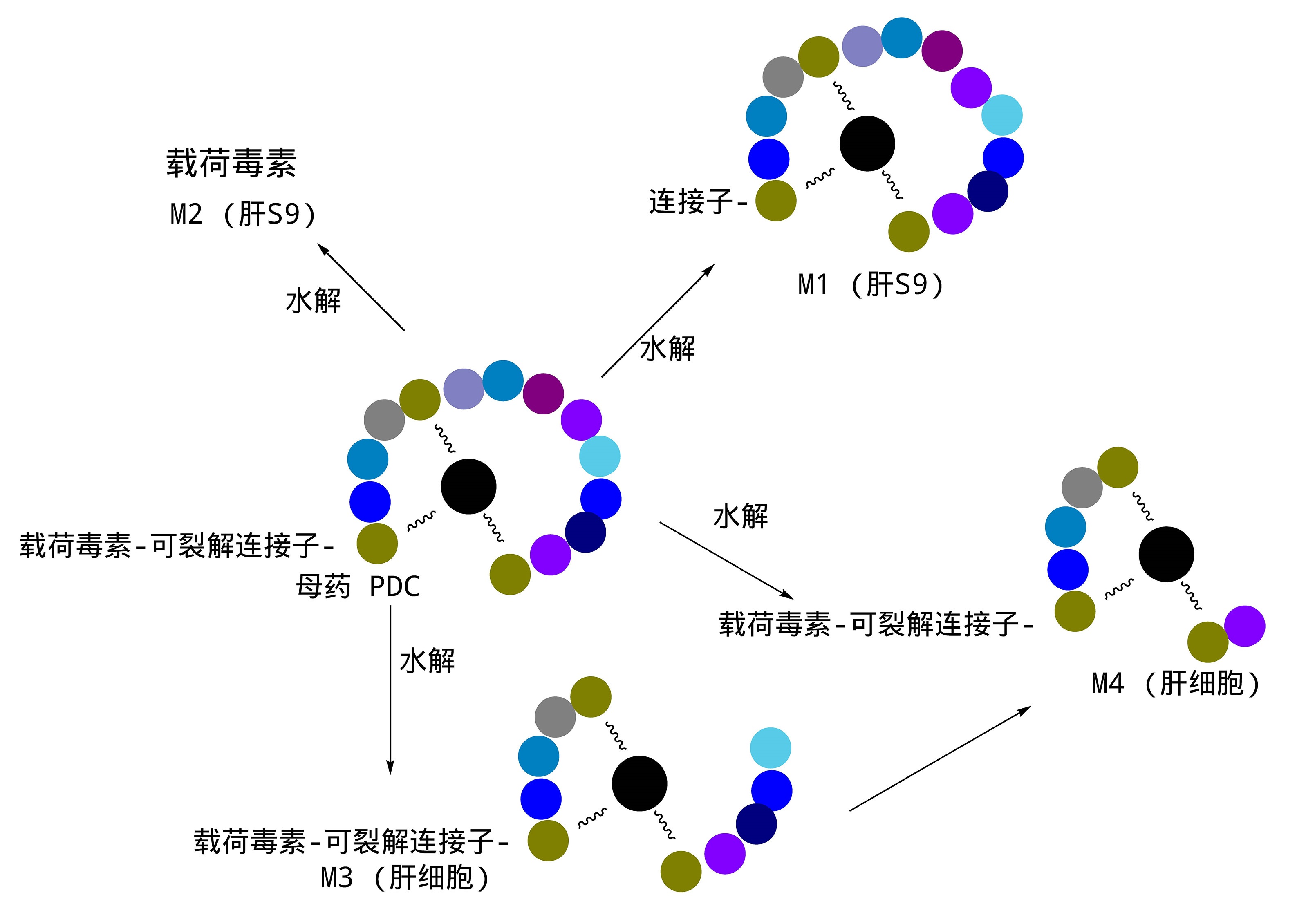 图12. 某PDC在酸化S9和肝细胞孵育的代谢途径差异.jpg