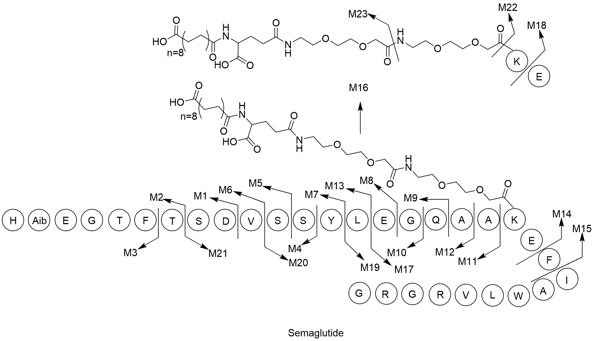 Possible metabolic pathways of semaglutide in kidney S9