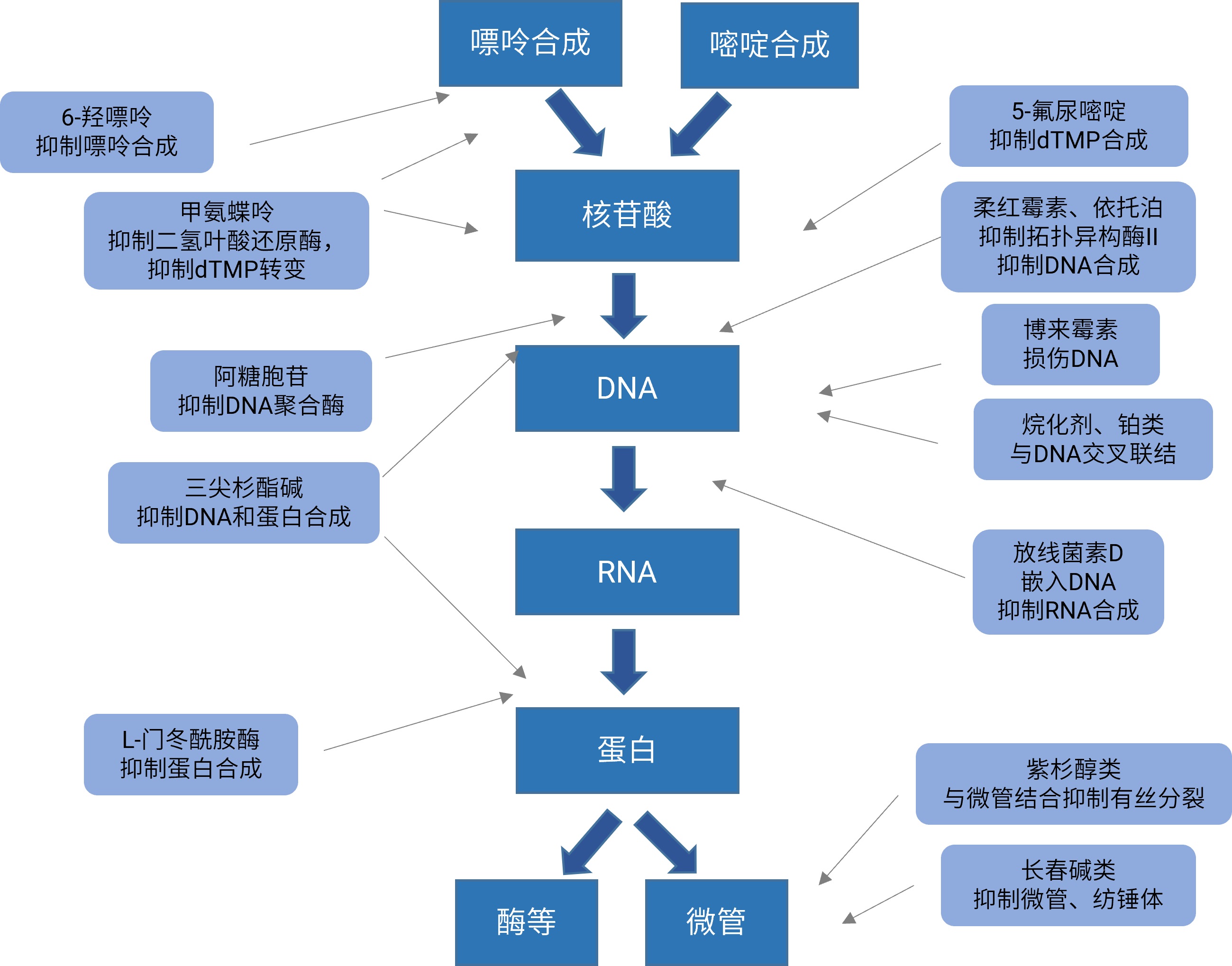 图 1. 常用化疗药物作用机制.jpg