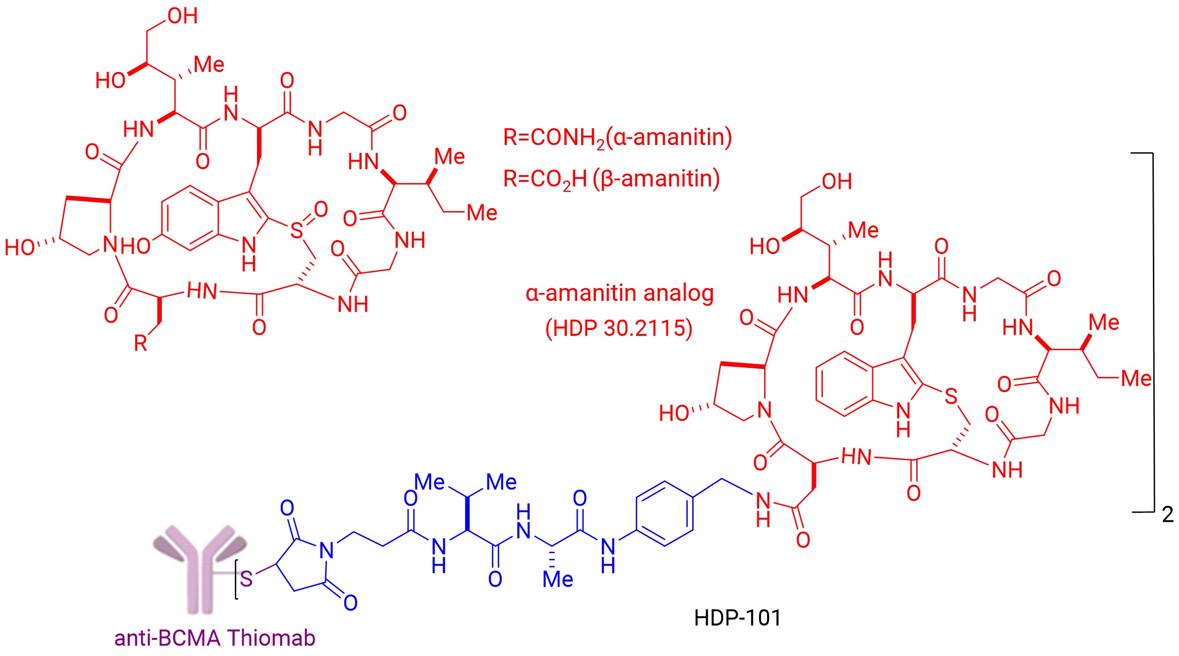 图6. α-amanitin和β-amanitin及HDP-101结构.jpg