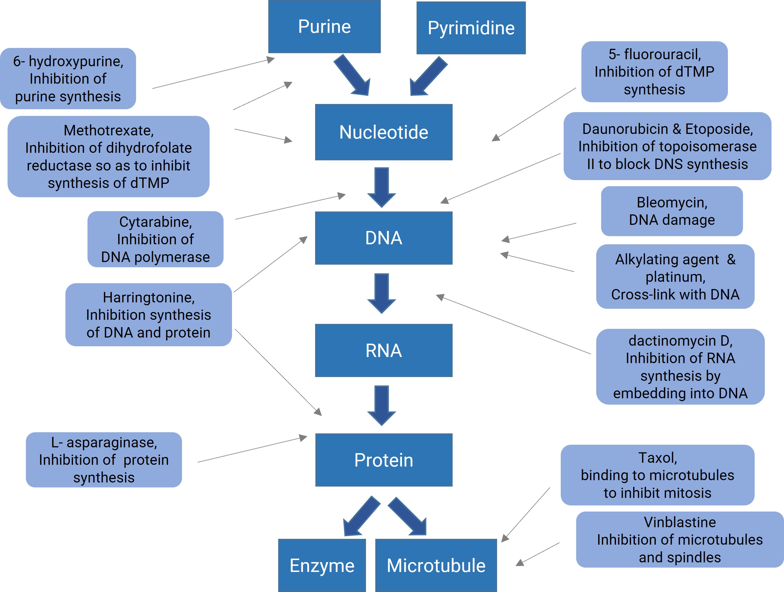 Mechanism of action of commonly used chemotherapy drugs