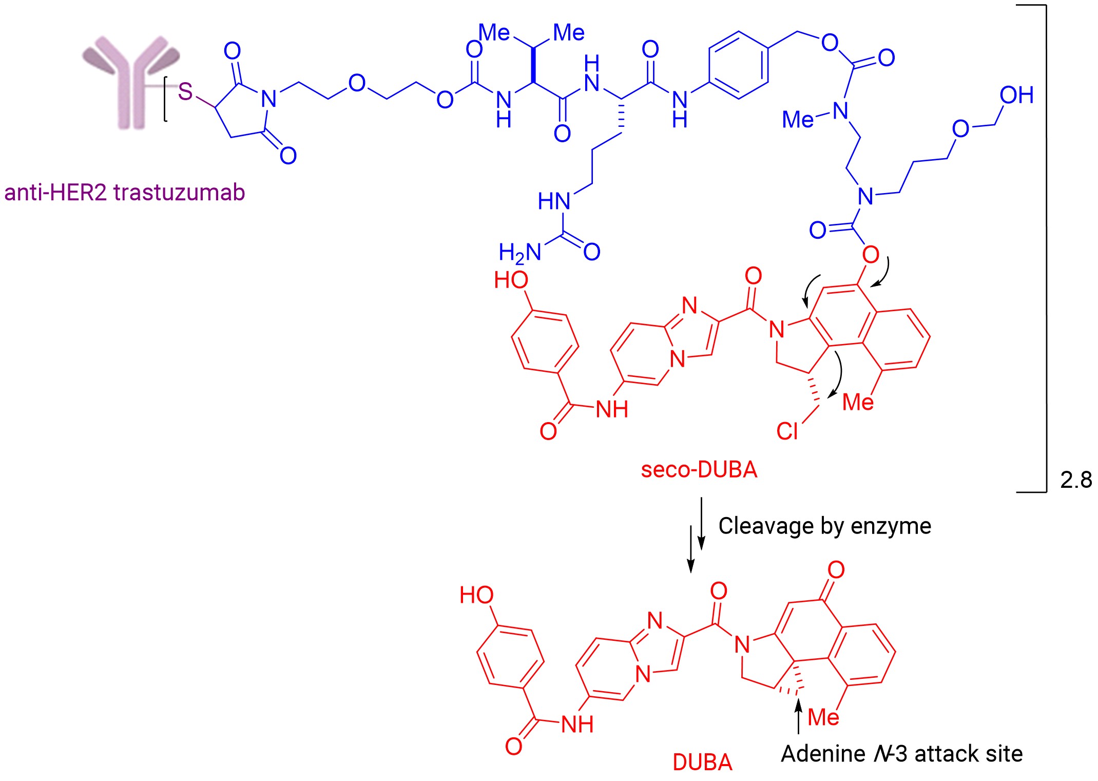 Structure of SYD 985 and schematic diagram of DUBA released by in vivo proteolysis
