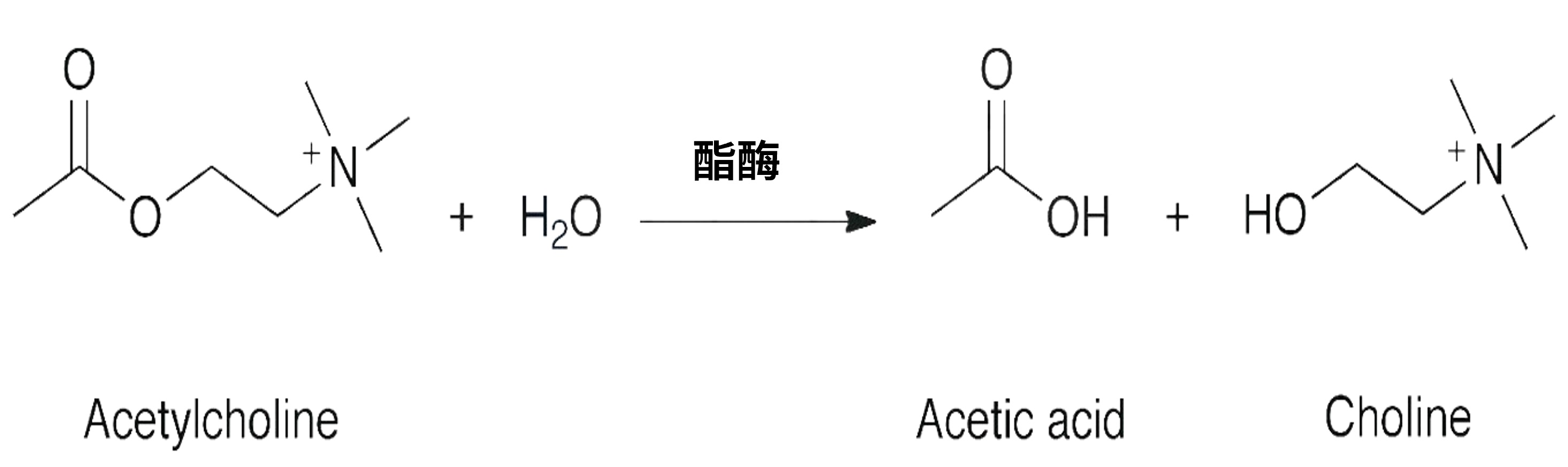 图1. 酯酶介导的酯键水解.jpg