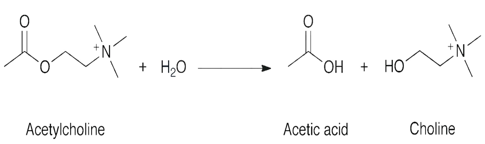 Esterase-mediated hydrolysis of ester bonds Esterase-mediated hydrolysis of ester bonds