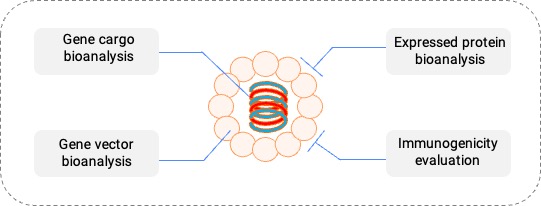 1735611885536874.jpg 图2. 非病毒载体基因治疗药物的生物分析策略.jpg