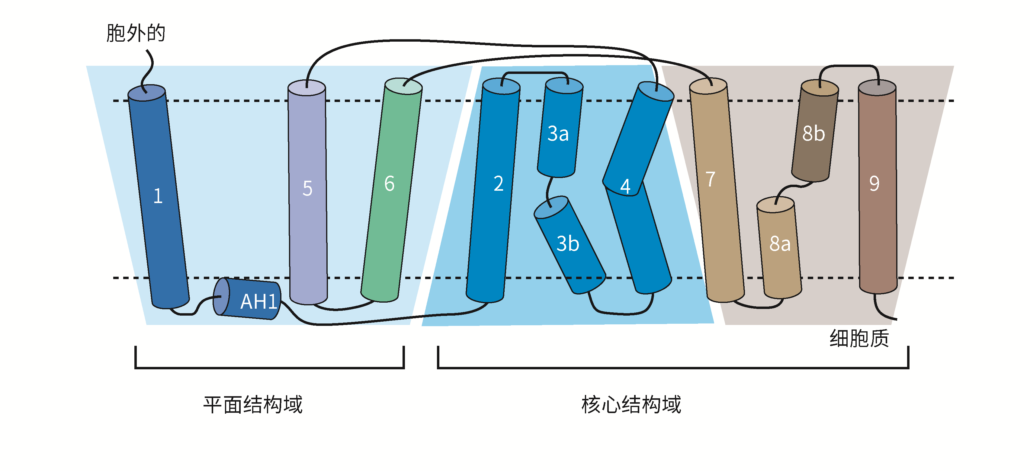 图1. NTCP跨膜拓扑图（摘自Jae-Hyun Park. (2022年).png