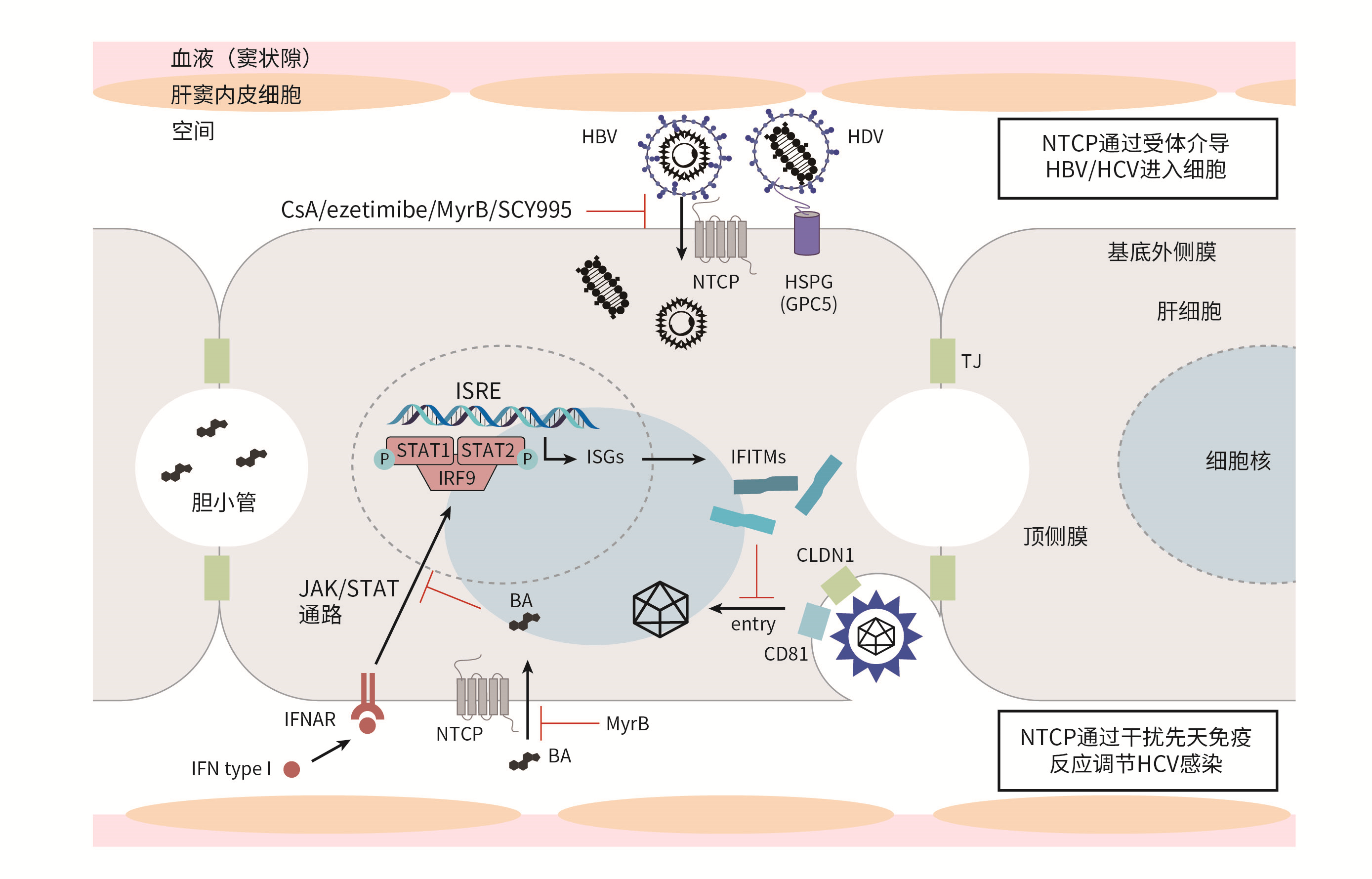 图2. NTCP与HBV、HDV、HCV的相互作用模型（摘自Eller, C. (2018年)）.png
