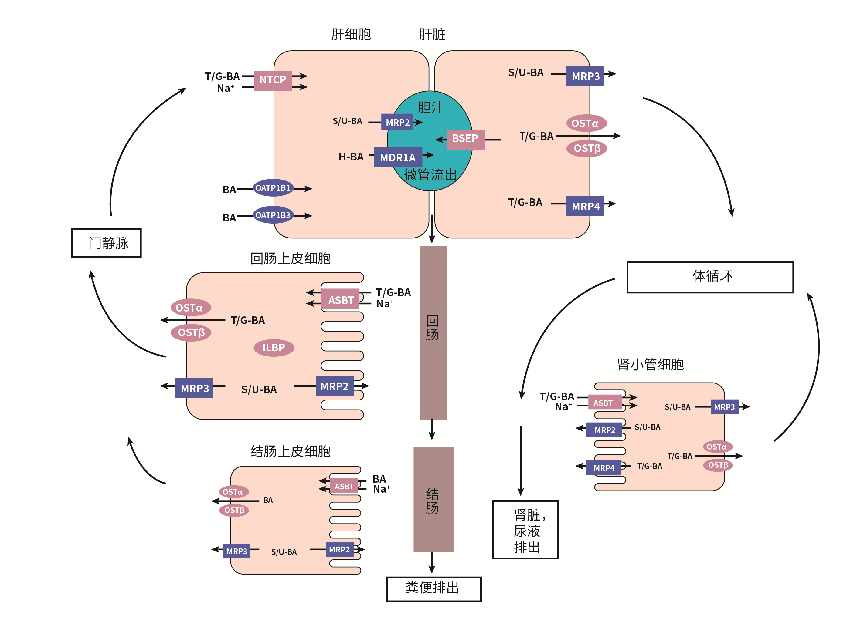 图3. 转运体介导的胆汁酸循环（摘自Fiorucci, S.（2019年））.png