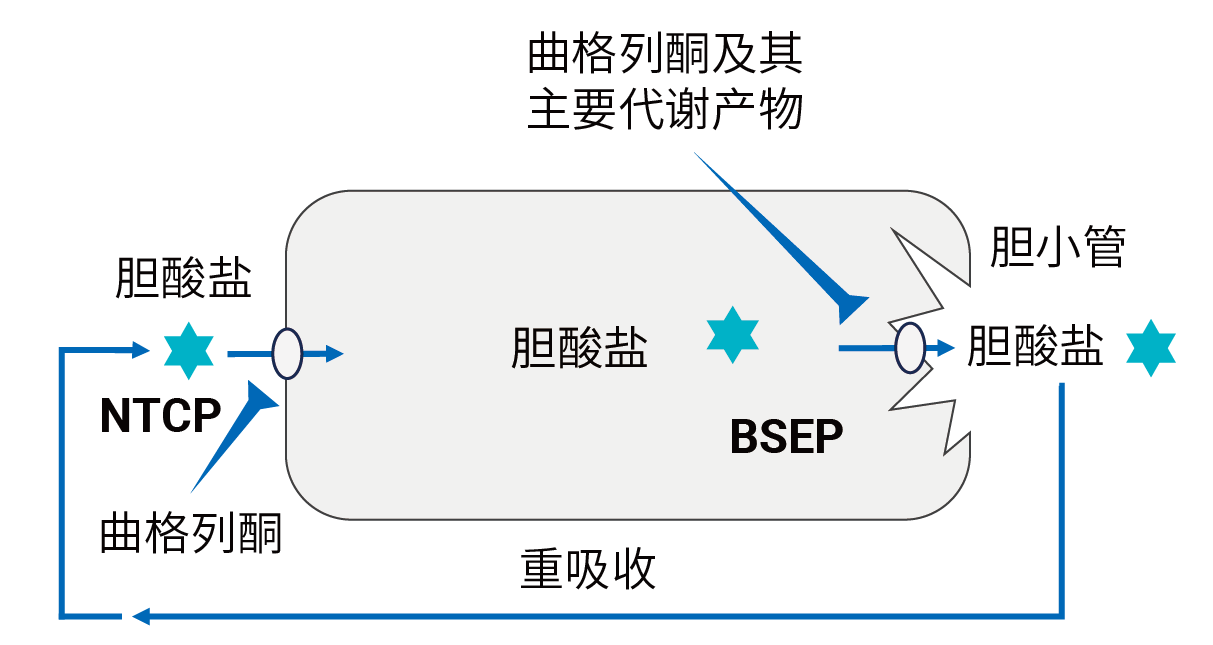 图4. 曲格列酮引起DILI的机制.png