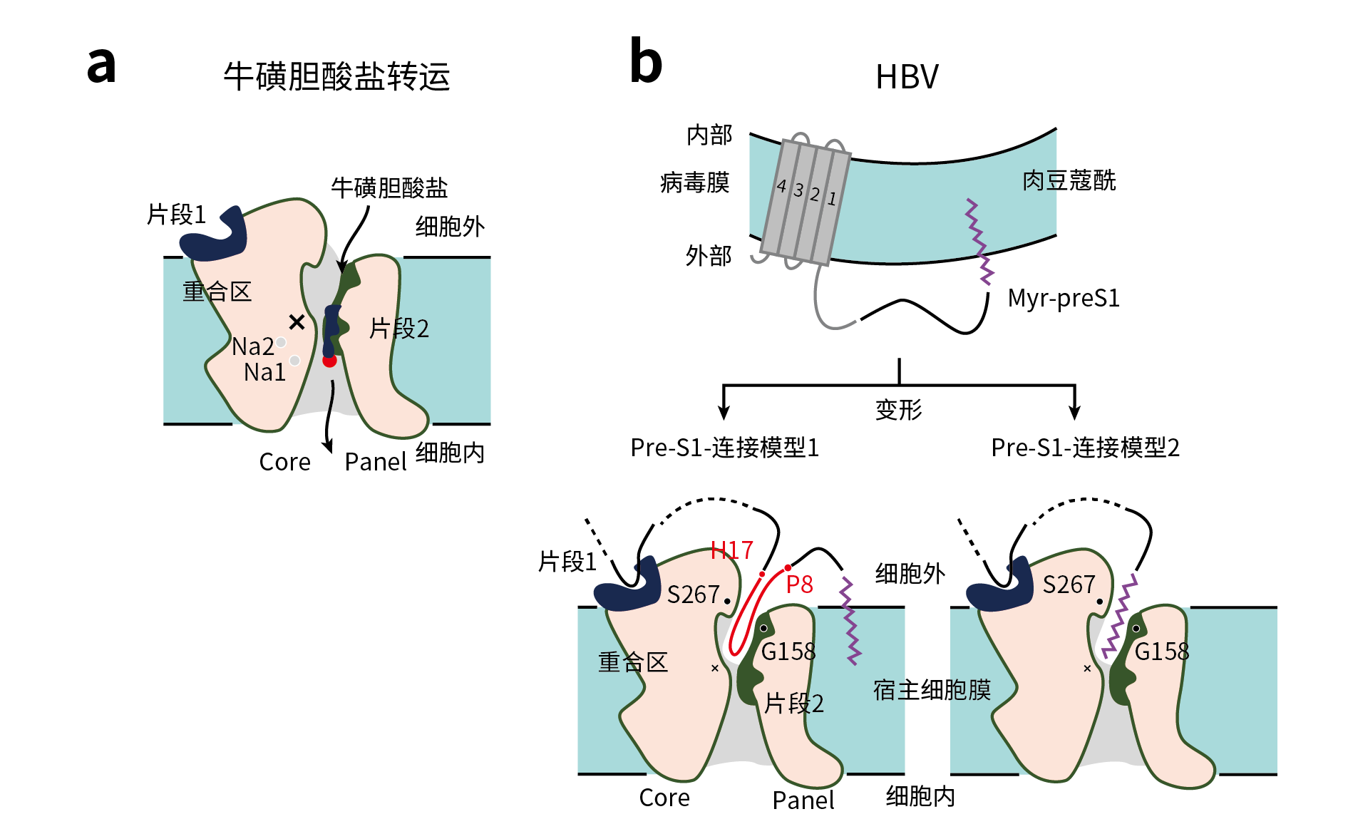 图5. NTCP转运体底物结合方式（a）及NTCP受体结合方式（b）（摘自Jinta Asami, （2022年））.png