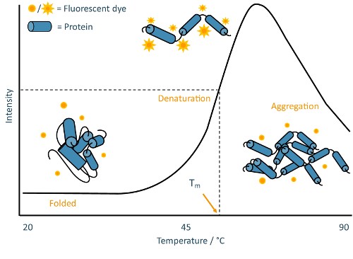 Schematic diagram of differential scanning fluorimetry (DSF)