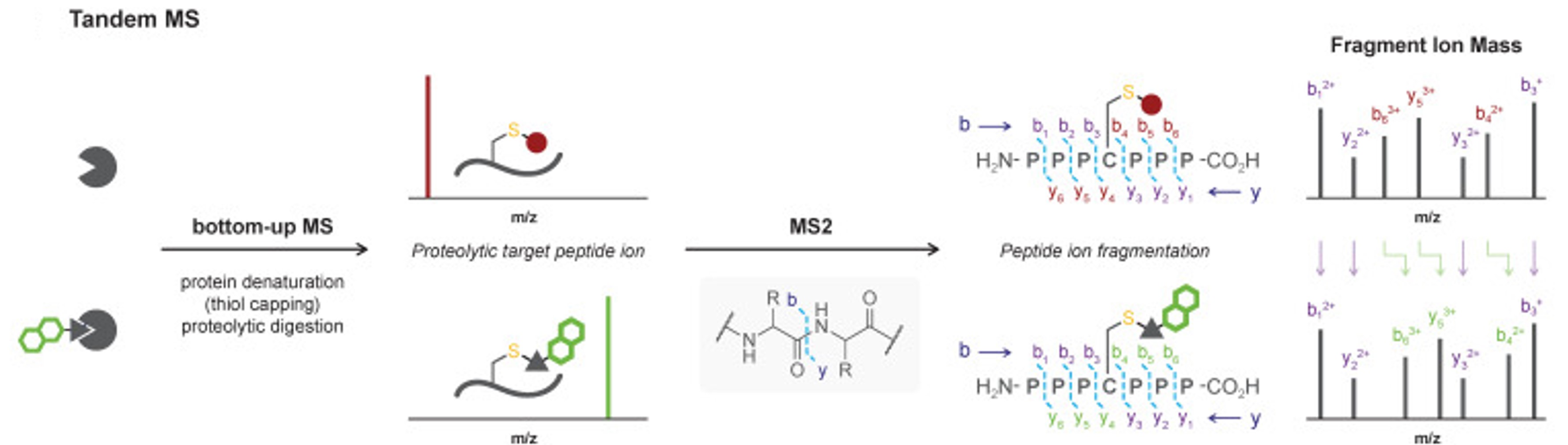 Schematic of Peptide Mapping Principles