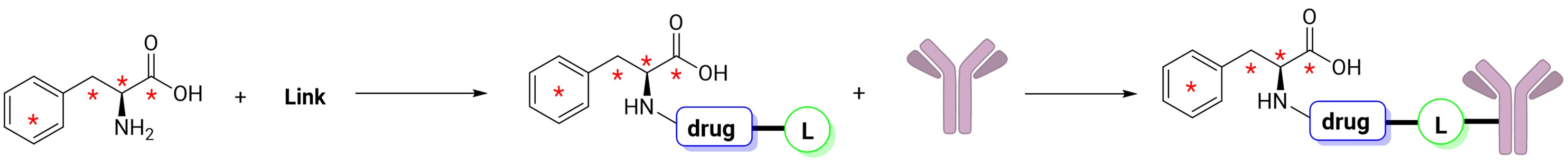 Carbon-14 labeled synthesis of antibody-drug conjugates (ADCs)
