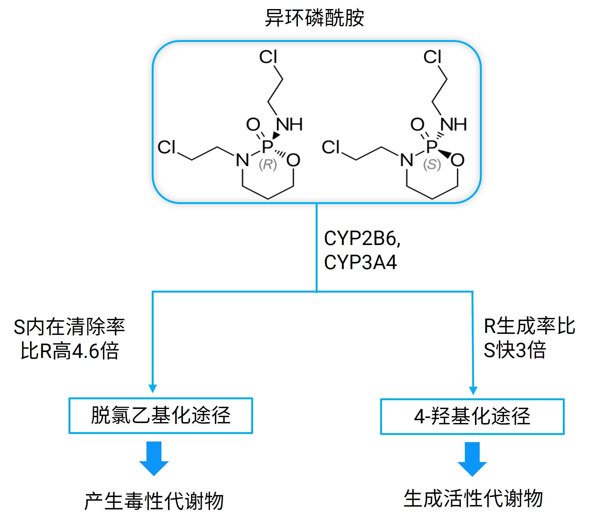 图2. 异环磷酰胺的立体选择性代谢.jpg
