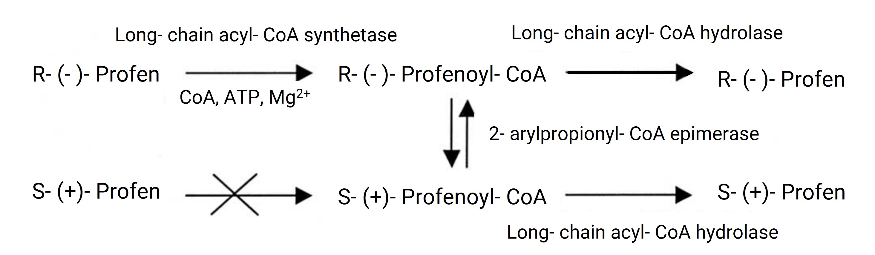 Direction of ibuprofen chiral inversion