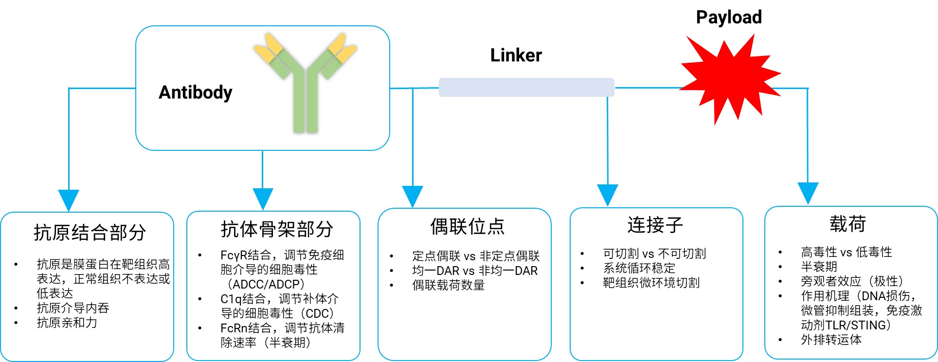 ADC药物研发主要考量点示意图