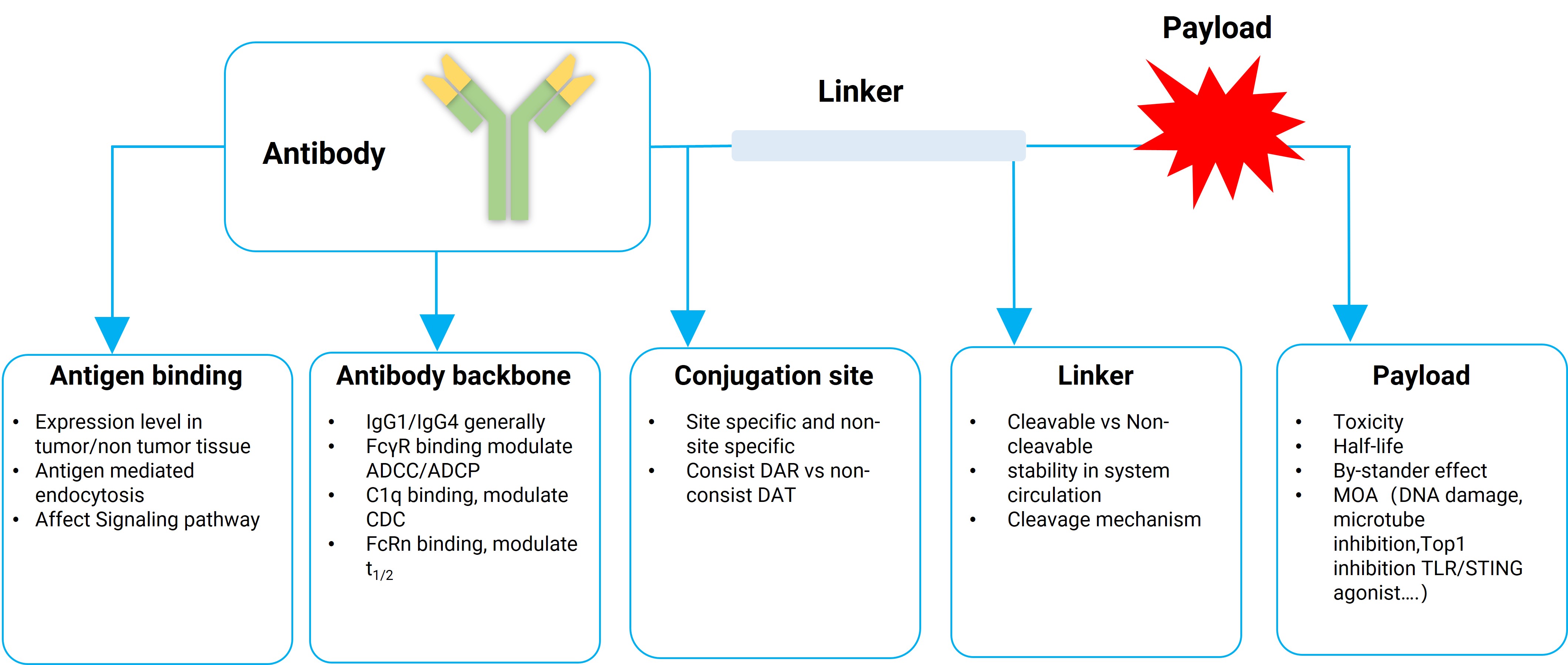 Schematic diagram of the main considerations in ADC drug development Schematic diagram of the main considerations in ADC drug development