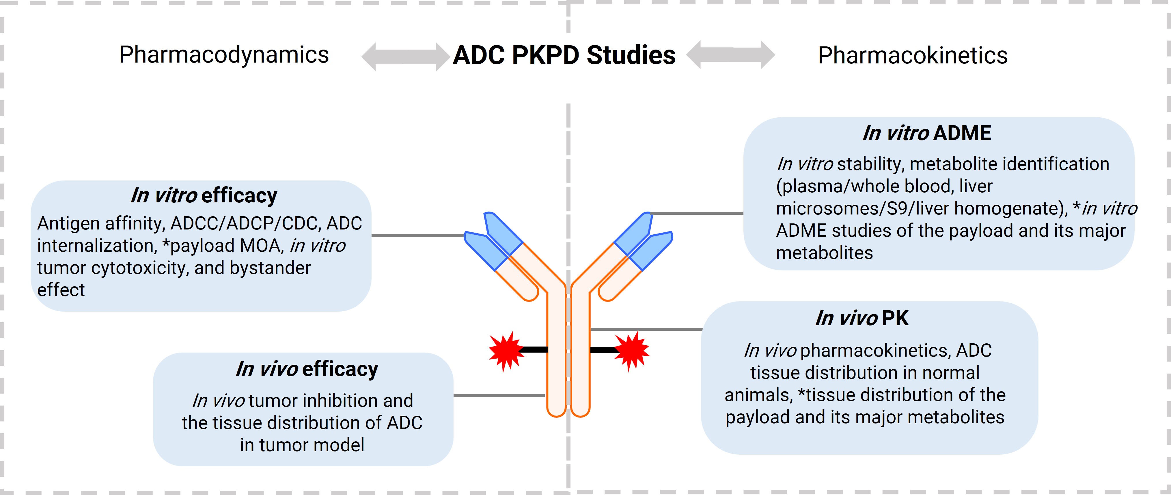 Schematic diagram of the preclinical PK/PD study for ADC drugs, with asterisks (*) indicating studies of greater significance for ADCs with new linker/payload Schematic diagram of the preclinical PK/PD study for ADC drugs, with asterisks (*) indicating studies of greater significance for ADCs with new linker/payload