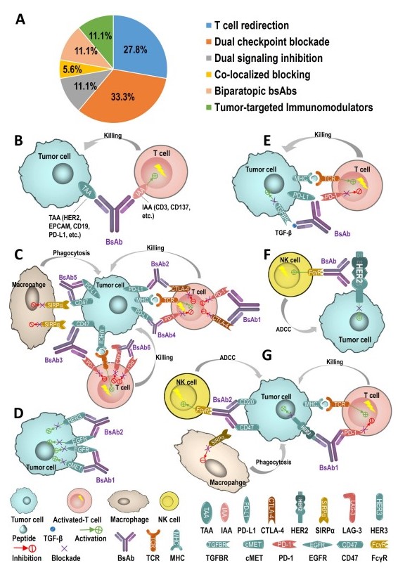 Mechanism of action of bispecific antibodies Mechanism of action of bispecific antibodies