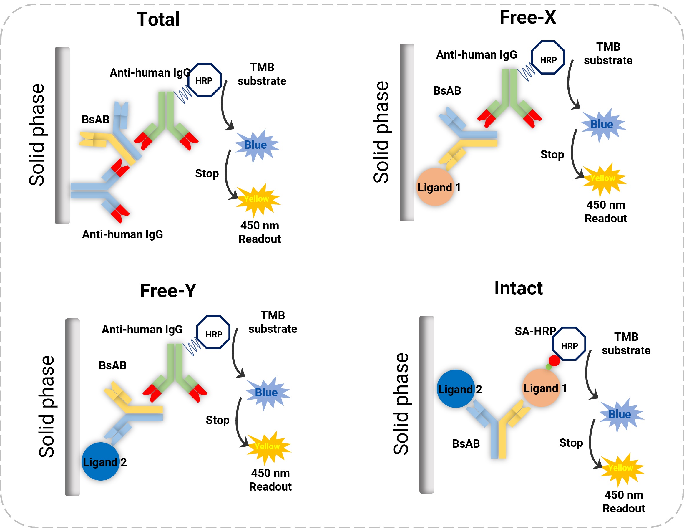 Detection formats for bispecific antibody bioanalysis Detection formats for bispecific antibody bioanalysis