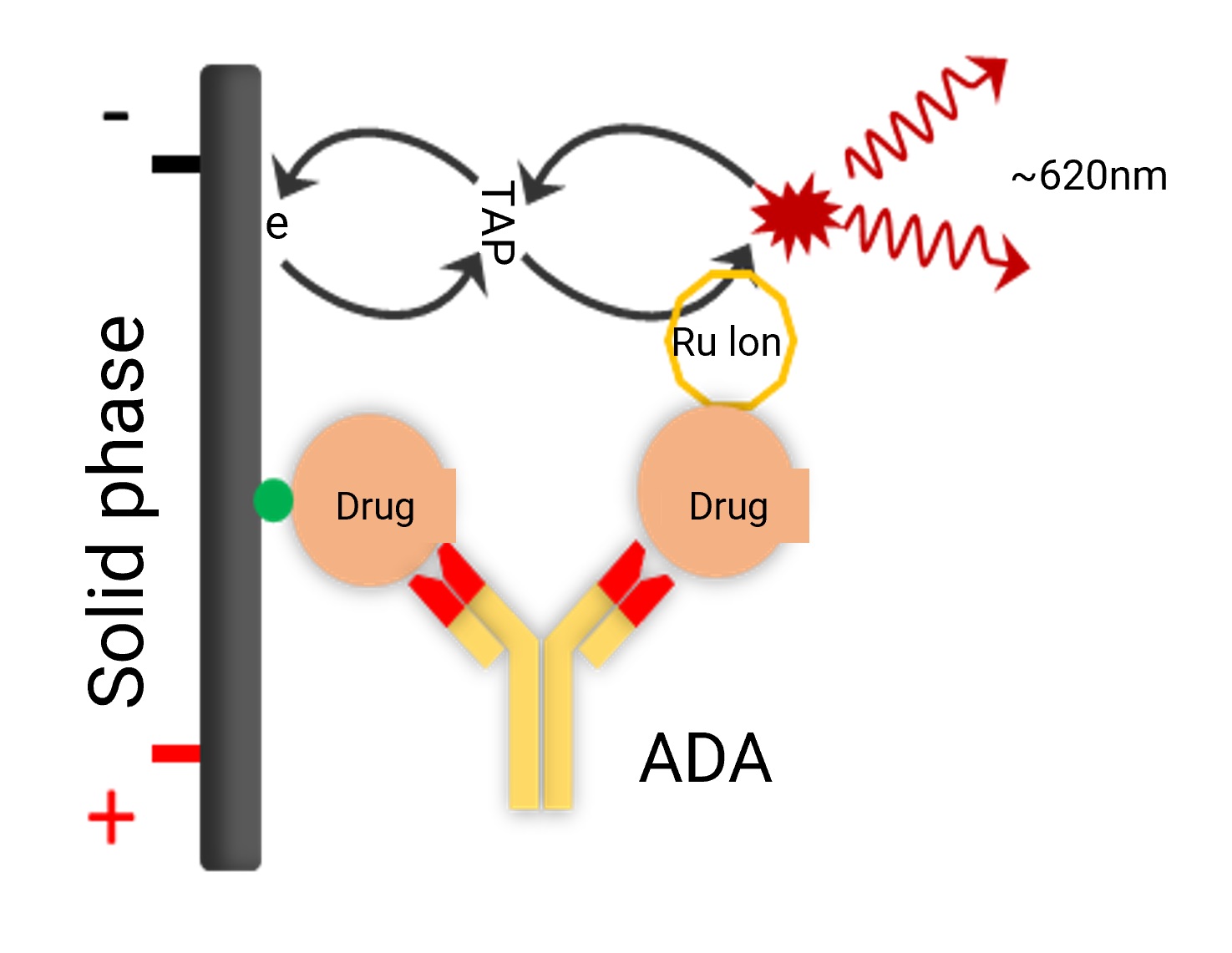 ADA bridging assay detection format ADA bridging assay detection format