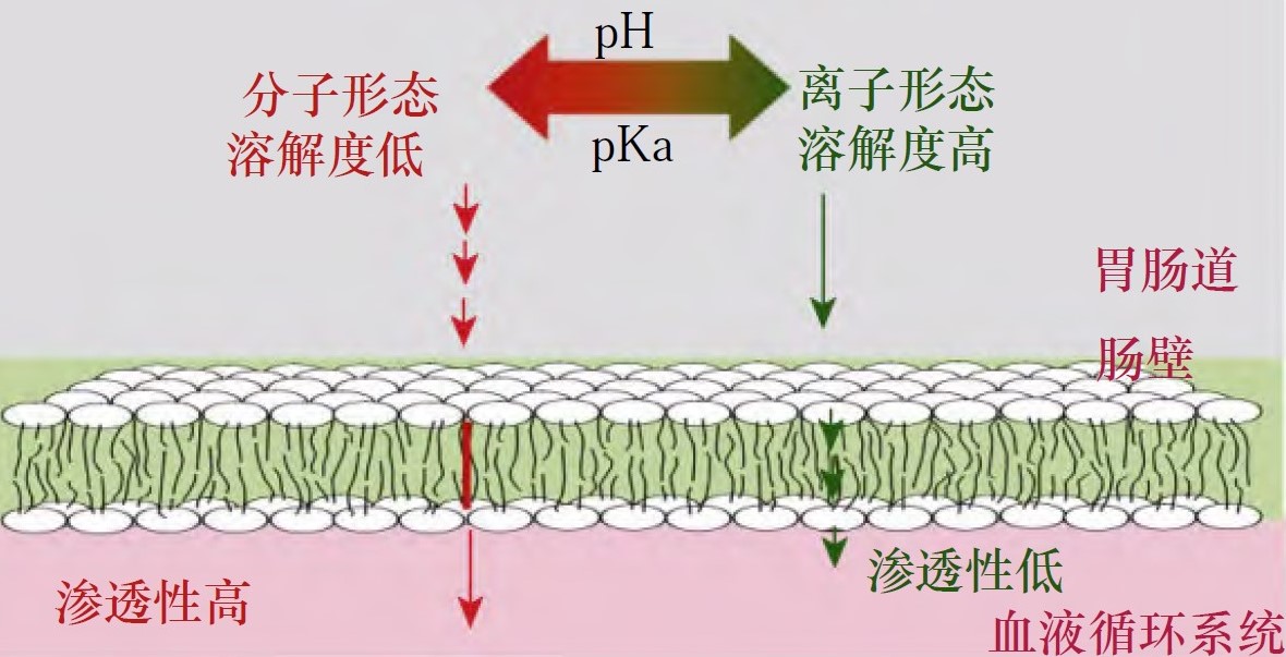 药物pH-溶解扩散模型